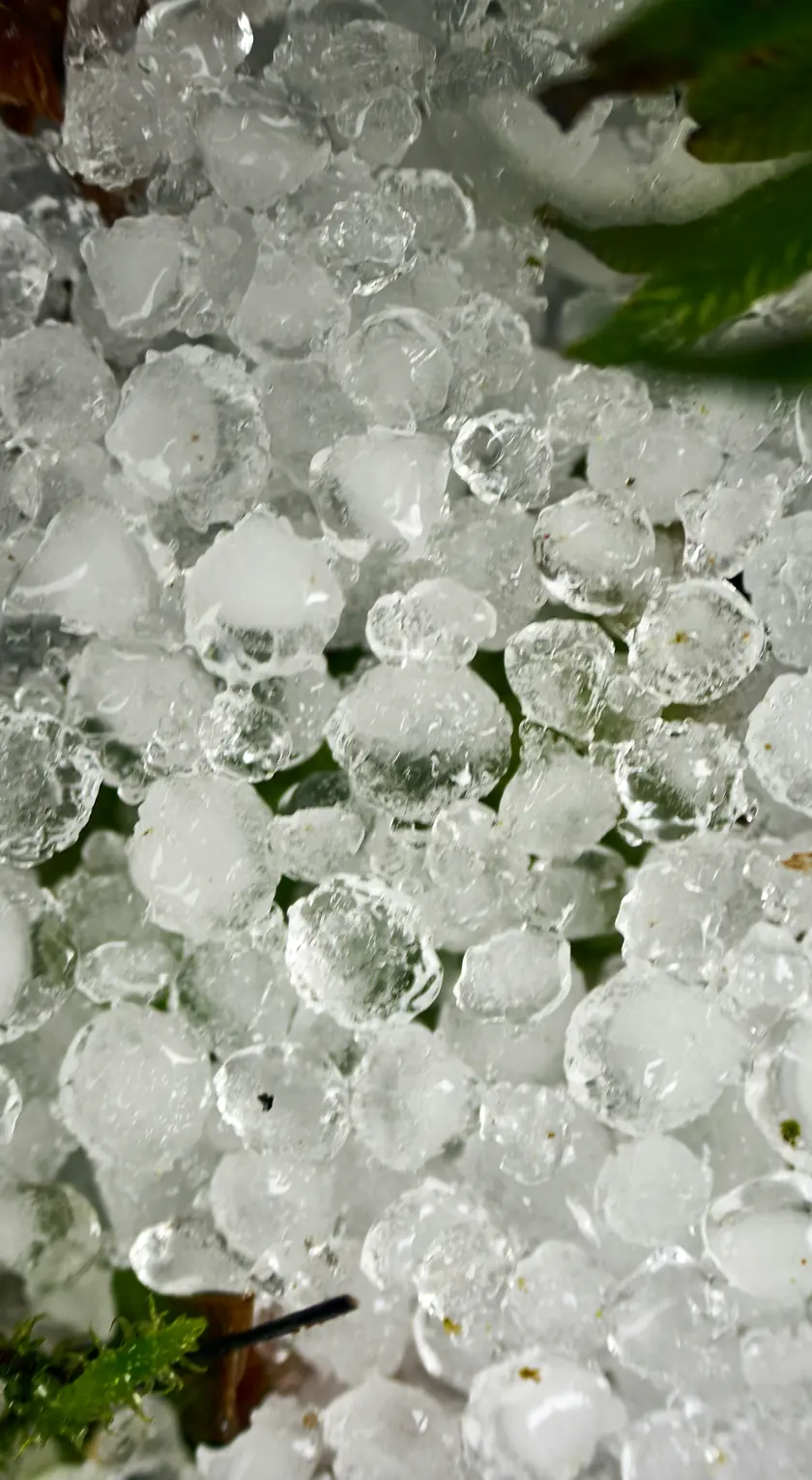 Dicht liegende große Hagelkörner nach einem schweren Unwetter