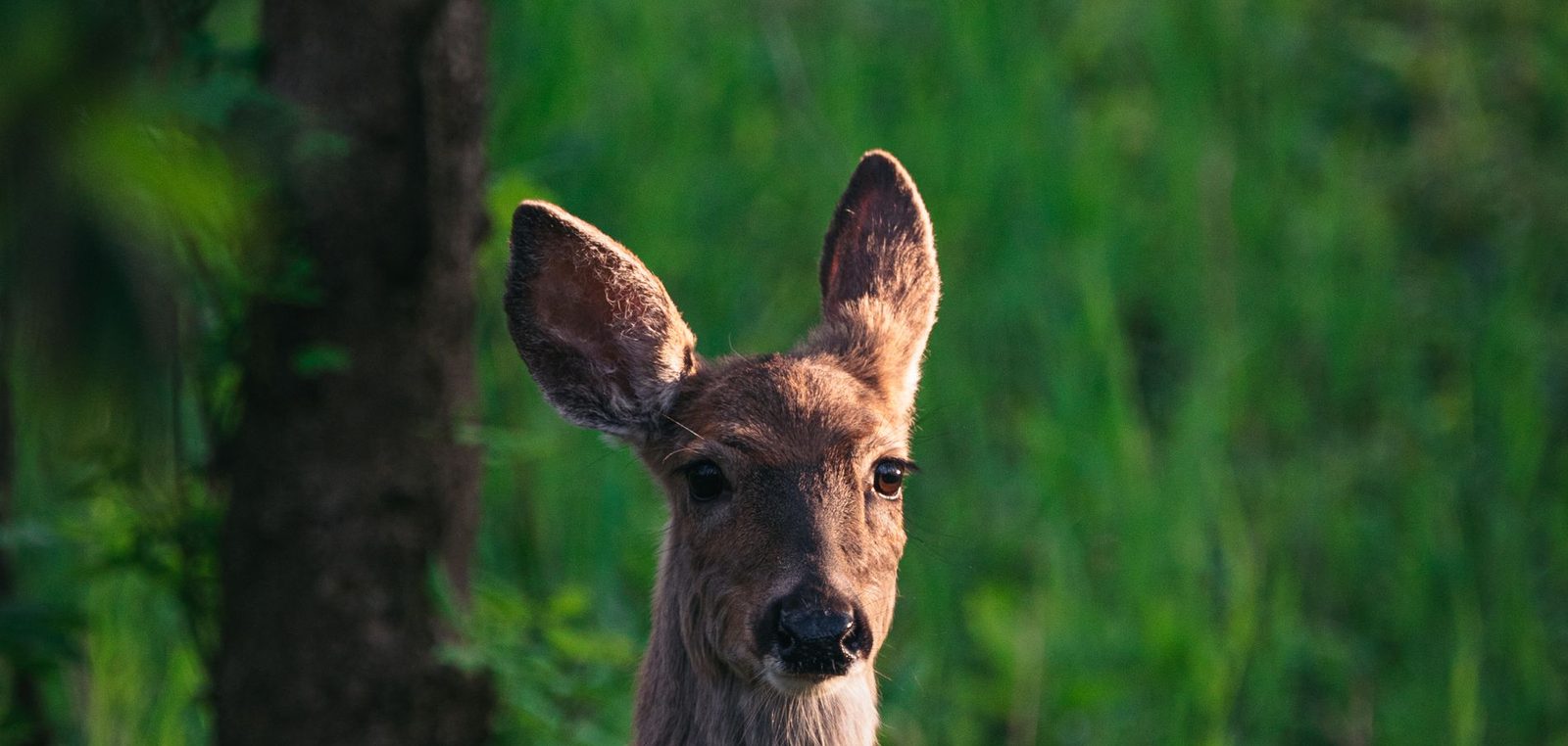 Wildwechsel an einer Landstraße