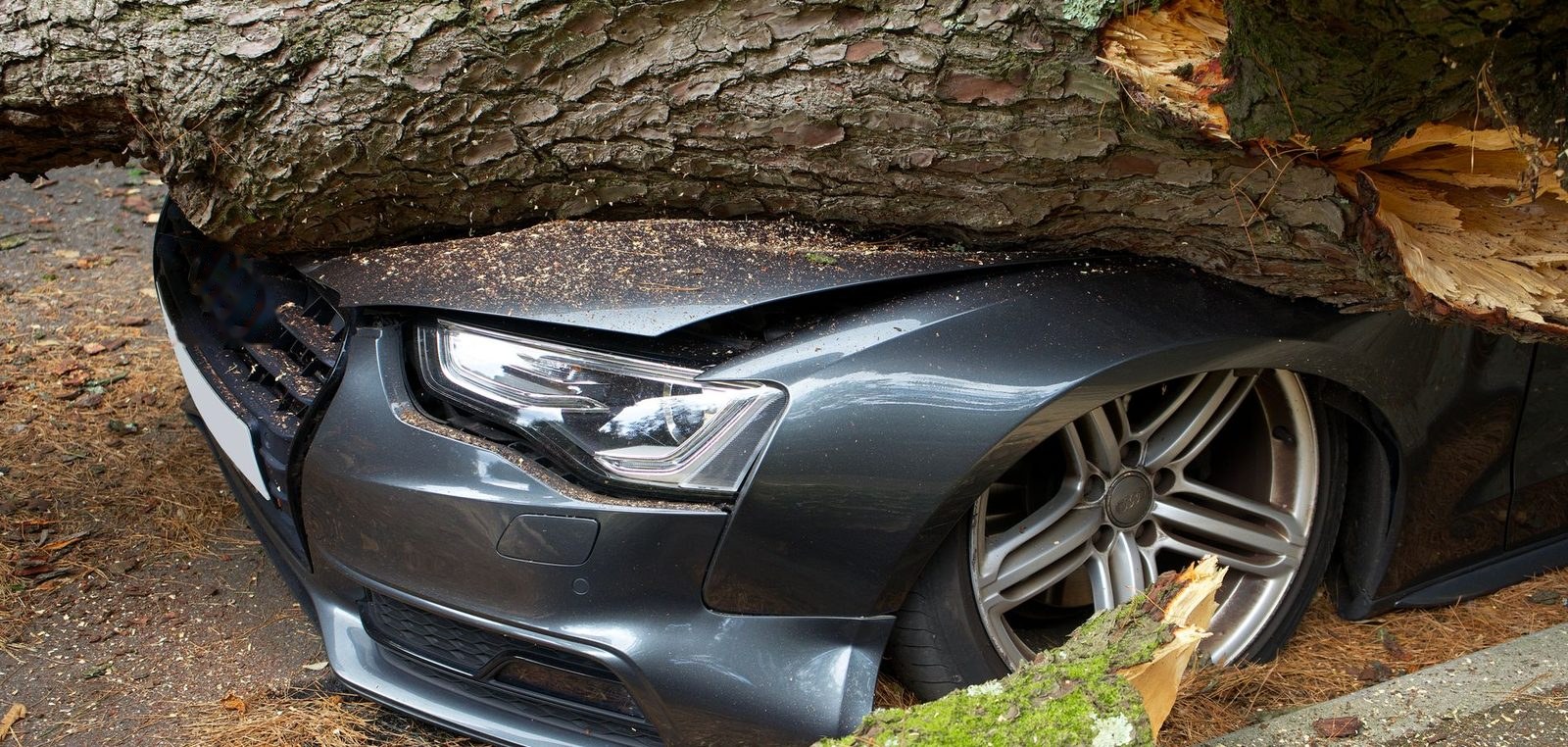 Sturmschaden durch einen umgestürzten Baum